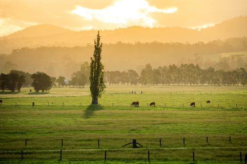 Red meat industry 2