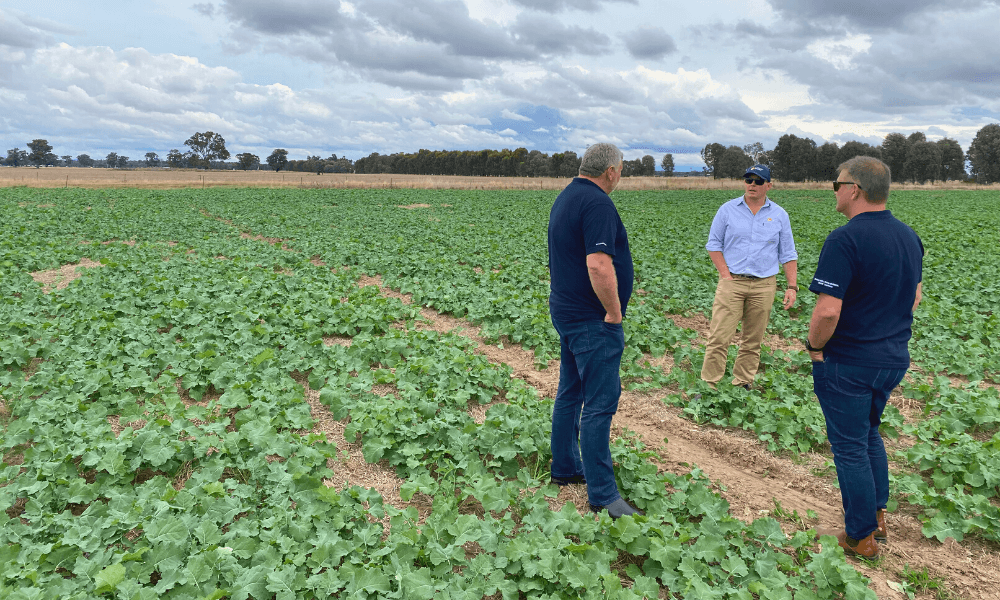 Toustone-and-Lawson-Grain